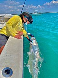 Tarpon
