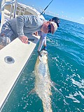 Tarpon