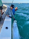 Tarpon