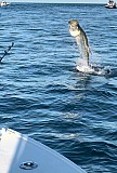 Tarpon