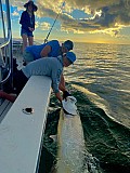 Tarpon